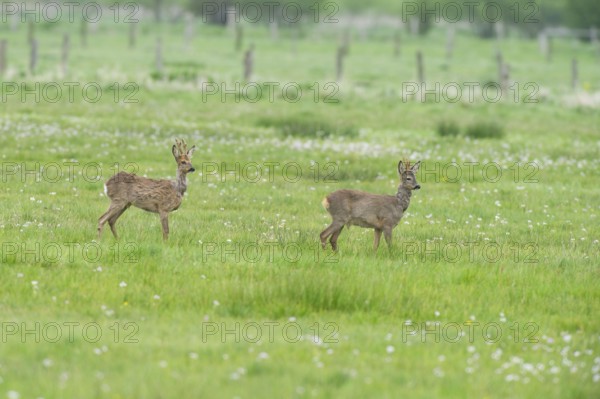 Deer (Capreolus capreolus) roebuck in meadow terrain, changes winter to summer fur, North Rhine-Westphalia, Germany