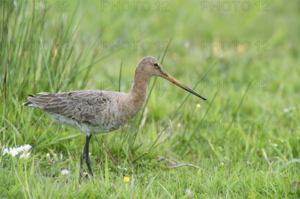 Black-tailed gown (Limosa limosa) looking for food in meadows, Lower Saxony, Germany