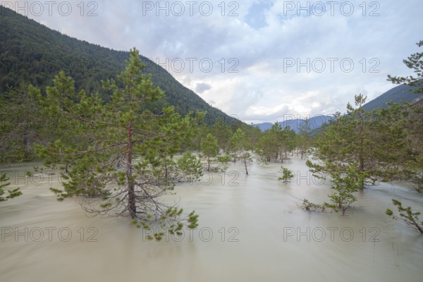 The Isar carries floods between Lake Sylvenstein and Lenggries. Trees and pines sink in the torrential flood water in the Isar Valley. Lenggries, Upper Bavaria, Bavaria, Germany