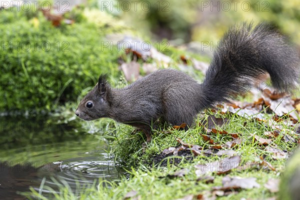 Squirrel (Sciurus vulgaris), Emsland, Lower Saxony, Germany