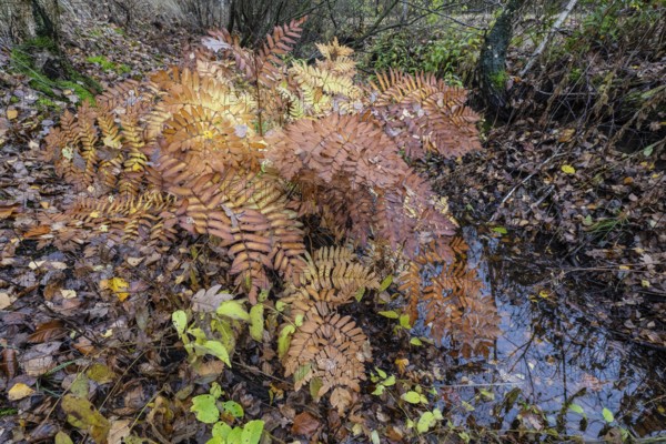 Royal Fern (Osmunda regalis), Emsland, Lower Saxony, Germany