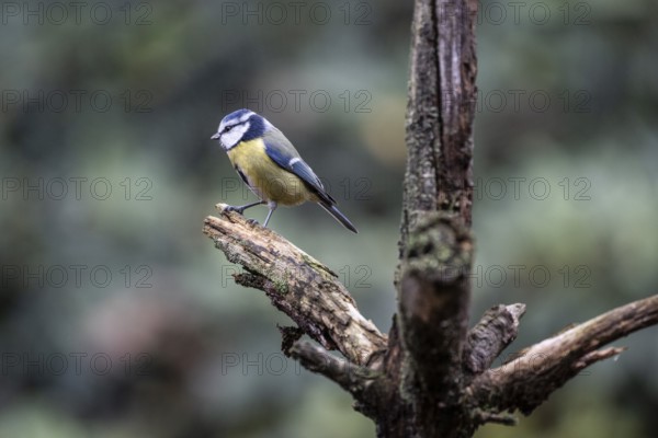 Blue tit (Parus caerulea), Emsland, Lower Saxony, Germany