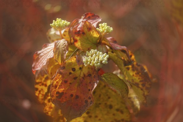 Blood-red dogwood (Cornus sanguinea), branch with buds, alienation, North Rhine-Westphalia, Germany