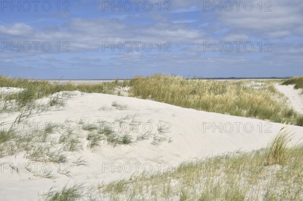 Dune landscape near Sankt Peter-Ording, Westerhever lighthouse, North Sea, Schleswig-Holstein, Germany