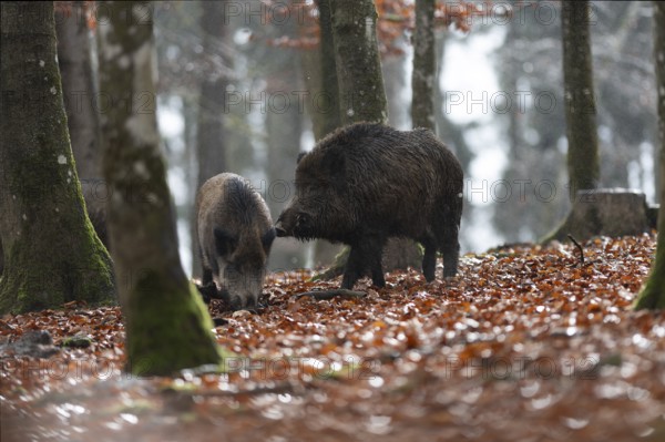 Strong wild boar boar with stream in rain, Daun, Rhineland-Palatinate, Germany