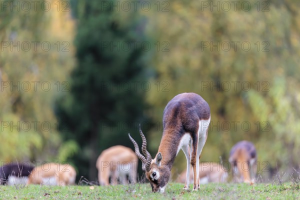 A male blackbuck (Antilope cervicapra) grazes on a green meadow on a cloudy day. Some females can be seen in the background. India, Pakistan, Bangladesh