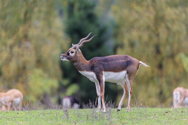 A male blackbuck (Antilope cervicapra) stands on a green meadow on a cloudy day. Some females can be seen in the background. India, Pakistan, Bangladesh