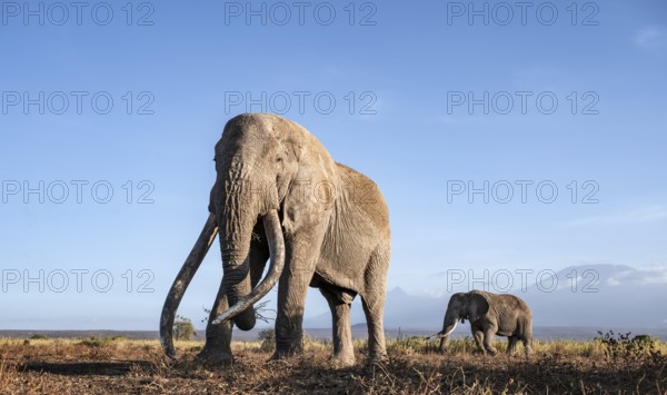 African elephant (Loxodonta africana) with Kilimanjaro, the famous Super Tusker elephant Craig, old male with long tusks, evening light, Amboseli, Kajiado County, Kenya