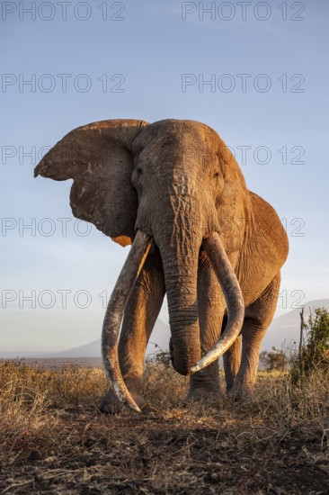 African elephant (Loxodonta africana), the famous Super Tusker elephant Craig, old male with long tusks, evening light, Amboseli, Kajiado County, Kenya
