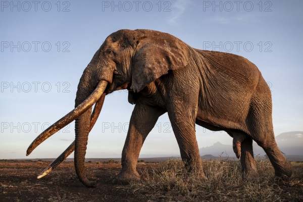 African elephant (Loxodonta africana), the famous Super Tusker elephant Craig, old male with long tusks, evening light, Amboseli, Kajiado County, Kenya