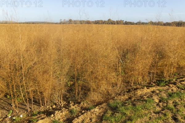 Brown dried ferns of asparagus plants, Asparagus officinalis, growing in field, Hollesley, Suffolk, England, UK