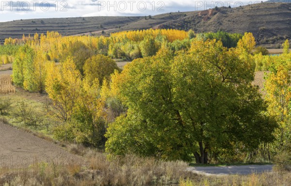 Autumn leaves on trees in Rio Guadalaviar river valley, Gea de Albarracín, Sierra de Albarracín, Teruel province, Aragon, Spain