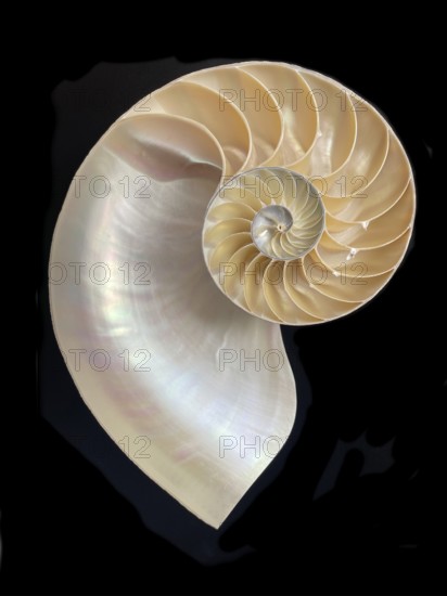 Pearl boat (Nautilus pompilius), Nautilidae family, interior view of the bowl, phragmocon, spiral, air-filled chambers with the help of which the Nautilus tars, living chamber, Philippines