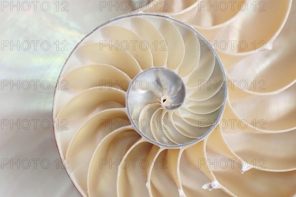 Pearl boat (Nautilus pompilius), Nautilidae family, interior view of the bowl, phragmocon, spiral, air-filled chambers with the help of which the Nautilus tars, living chamber, Philippines