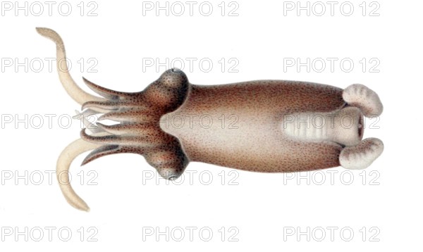 Posthorn squid (Spirula spirula), Spirulidae family, sinuous housing that is inside the body and is full of air chambers, is used for buoyancy, Phragmocon, Caribbean, Barbados