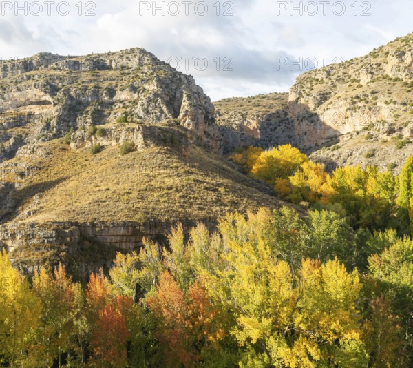 Trees in autumn leaf in limestone gorge of Rio Guadalaviar river valley, Albarracín, Teruel province, Aragon, Spain