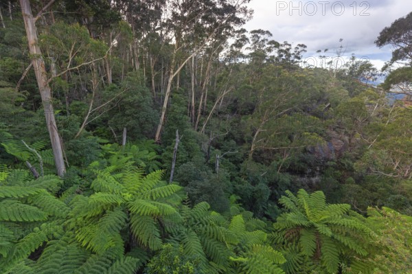 Dense greenery and ferns along the Fern Bower Circuit, Blue Mountains, New South Wales, Australia