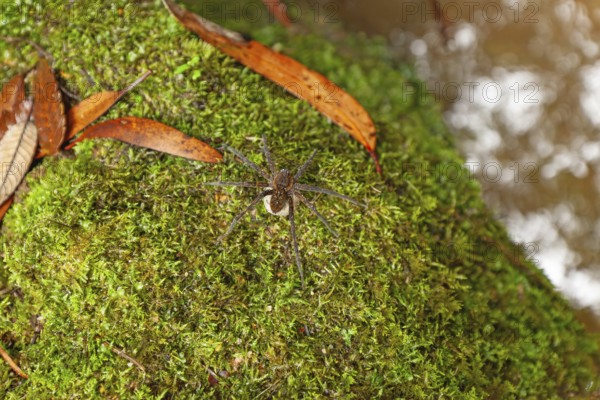 Female spider, giant crab spider, with large white cocoon in the Blue Mountains, New South Wales, Australia