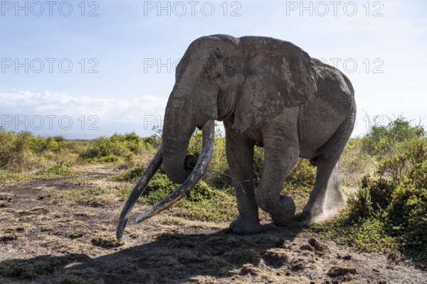 African elephant (Loxodonta africana), the famous Super Tusker elephant Craig, old male with long tusks, Kajiado County, Kenya