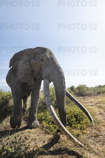 African elephant (Loxodonta africana) eats leaves, the famous Super Tusker elephant Craig, old male with long tusks, Kajiado County, Kenya