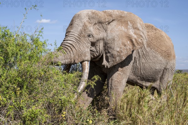 African elephant (Loxodonta africana) eats leaves, the famous Super Tusker elephant Craig, old male with long tusks, Kajiado County, Kenya
