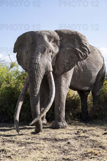 African elephant (Loxodonta africana), the famous Super Tusker elephant Craig, old male with long tusks, Kajiado County, Kenya