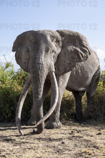 Animal portrait, African elephant (Loxodonta africana), the famous Super Tusker elephant Craig, old male with long tusks, Kajiado County, Kenya