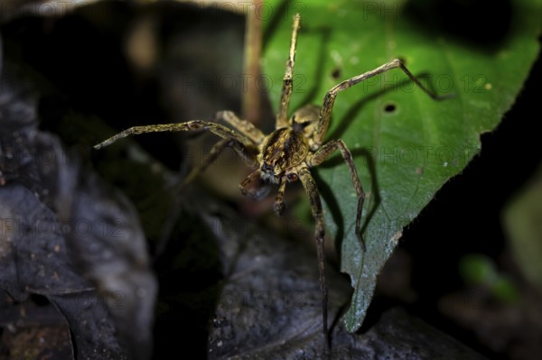 Night view of scary wolf spider (Lycosidae) in the jungle, Amani Nature Forest Reserve, Eastern Usambara Mountains, Tanga, Tanzania