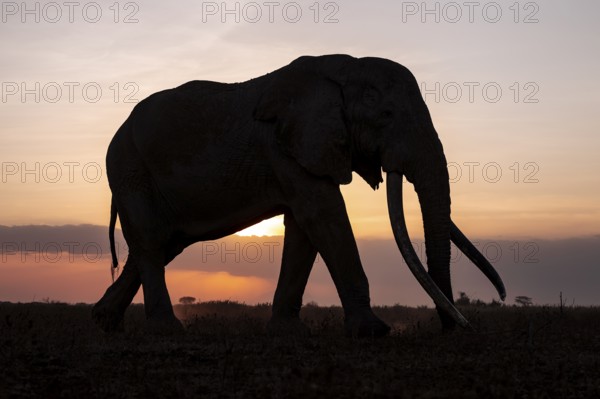 Backlight, African elephant (Loxodonta africana), the famous Super Tusker elephant Craig, old bull elephants with long tusks, at sunset, Amboseli, Kenya