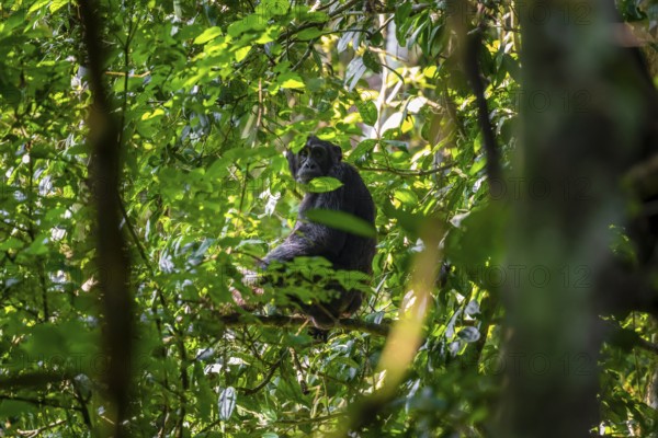 Chimpanzee (Pan Troglodytes), adult male in a jungle tree, Murchison Falls National Park, Uganda