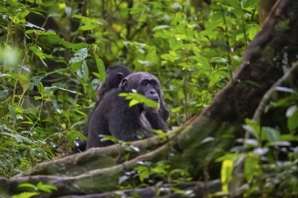 Chimpanzee (Pan Troglodytes), adult male on the ground in the jungle, Murchison Falls National Park, Uganda