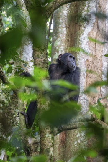 Chimpanzee (Pan Troglodytes), adult male in tree, jungle, Murchison Falls National Park, Uganda