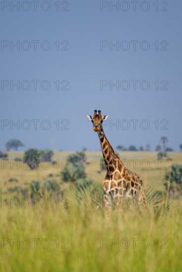 Rothschild giraffes in Murchison Falls National Park, Uganda