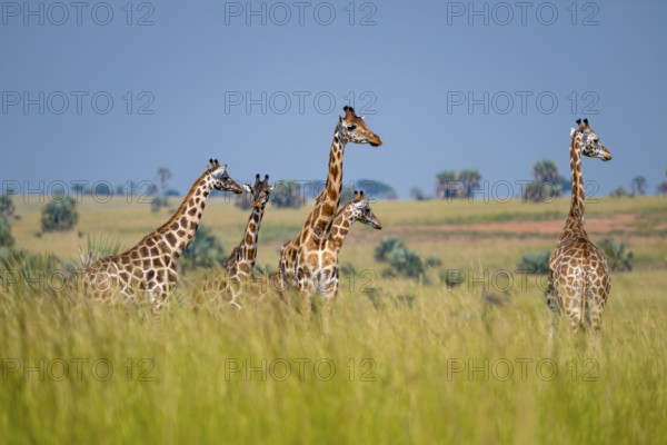 Rothschild giraffes in Murchison Falls National Park, Uganda