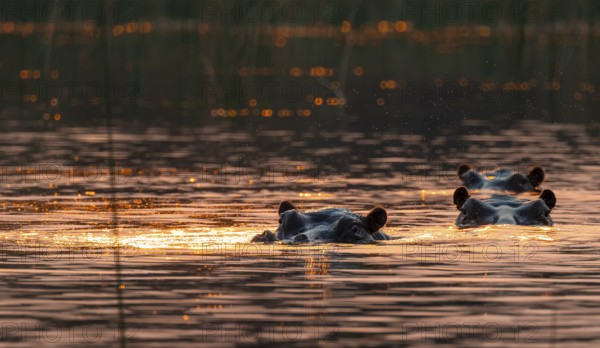 Evening mood, hippo (Hippopotamus amphibius) in the Okavango Delta, Botswana