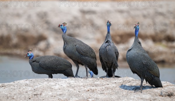 Helmet guinea fowl (Numida meleagris), swarm at the waterhole, Nxai Pan National Park, Botswana
