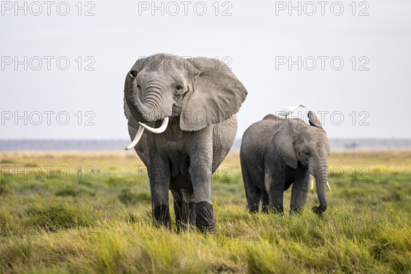 African elephant (Loxodonta africana), cow heron on the back, Amboseli National Park, Rift Valley Province, Kenya