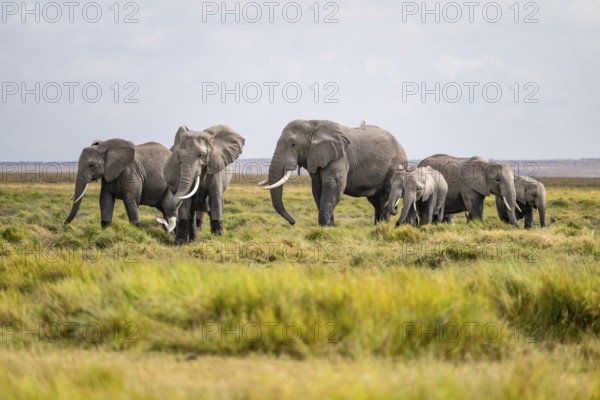 African elephant (Loxodonta africana), herd of young animals in Amboseli National Park, Rift Valley Province, Kenya