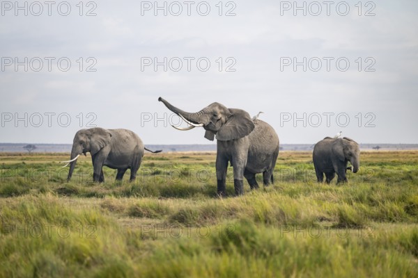 African elephant (Loxodonta africana) kills, heron on the back, Amboseli National Park, Rift Valley Province, Kenya