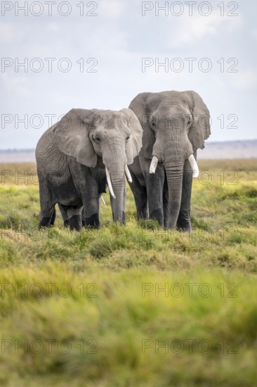 Two African elephants (Loxodonta africana), Amboseli National Park, Rift Valley Province, Kenya