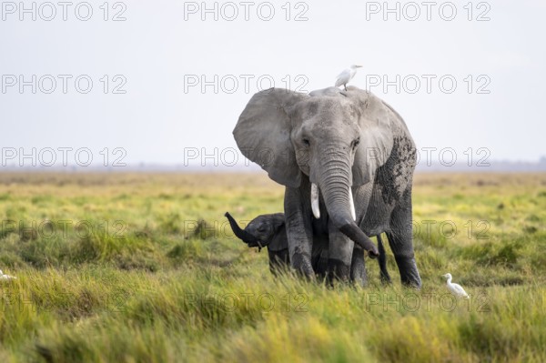 African elephant (Loxodonta africana), young animal killing, heron on the back, Amboseli National Park, Rift Valley Province, Kenya