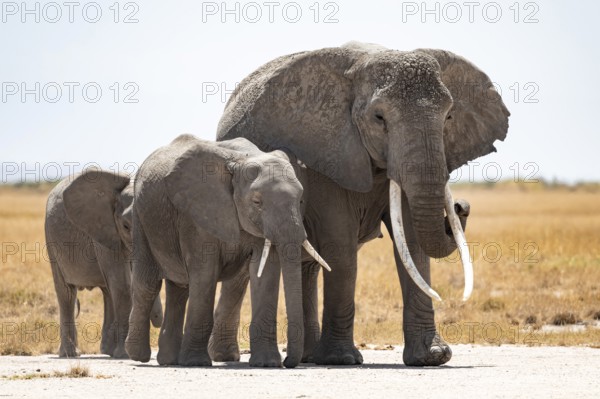 Arid Landscape, African Elephant (Loxodonta africana), Amboseli National Park, Rift Valley Province, Kenya