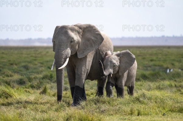 African elephant (Loxodonta africana) with baby, young and dam, Amboseli National Park, Rift Valley Province, Kenya