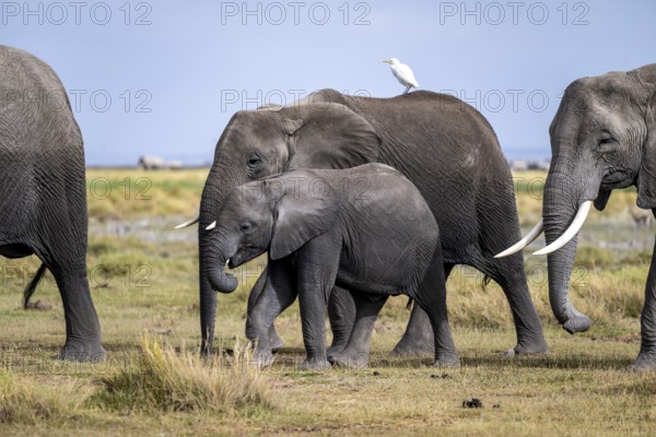 African elephant (Loxodonta africana), herd of young animals in Amboseli National Park, Rift Valley Province, Kenya