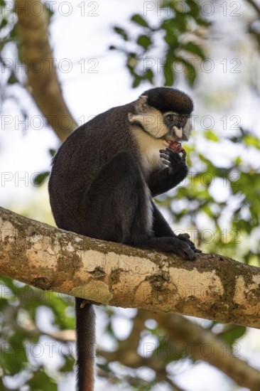 Red-tailed monkeys or Congo white-nosed monkeys (Cercopithecus ascanius schmidti), Kibale National Park, Uganda
