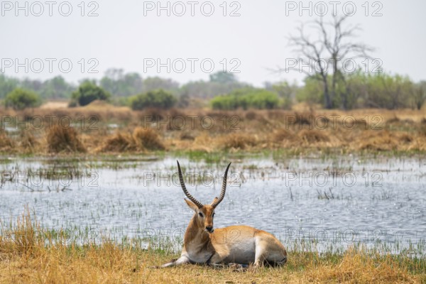 Letschwe or litchi bog antelope (Kobus leche), adult male, in tall dry grass, Okavango Delta, Moremi Game Reserve, Botswana