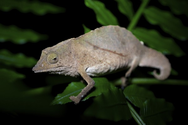 Zomba dwarf chameleon (Rieppeleon brachyurus), white chameleon on a branch at night, Amani Nature Forest Reserve, Eastern Usambara Mountains, Tanga, Tanzania