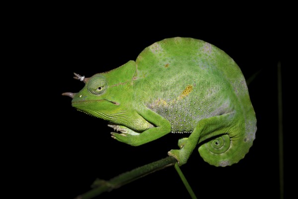 Usambara three-horned chameleon (Trioceros deremensis), chameleon on a branch at night, Amani Nature Forest Reserve, Eastern Usambara Mountains, Tanga, Tanzania
