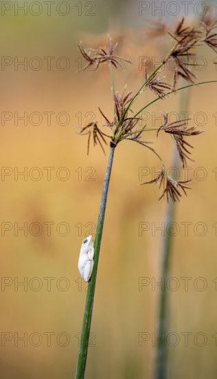 Marble redfrog (Hyperolius marmoratus), white frog sitting on a papyrus, Xakanaxa Lagoon, Okavango Delta, Moremi Game Reserve, Botswana