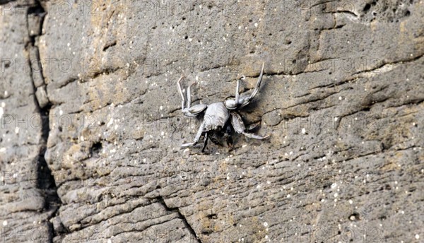 Red rock crab (Grapsus adscensionis), black young on a volcanic rock, coast, La Santa, Lanzarote, Canary Islands, Spain